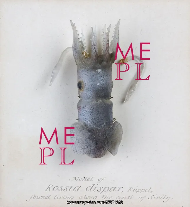 : Rossia dispar, squid : Rossia dispar, squid