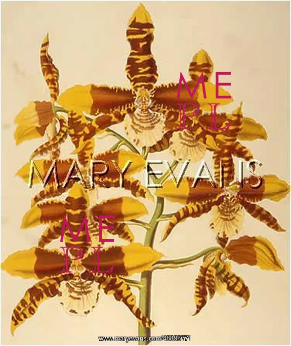 : ROSSIOGLOSSUM GRANDE : ROSSIOGLOSSUM GRANDE