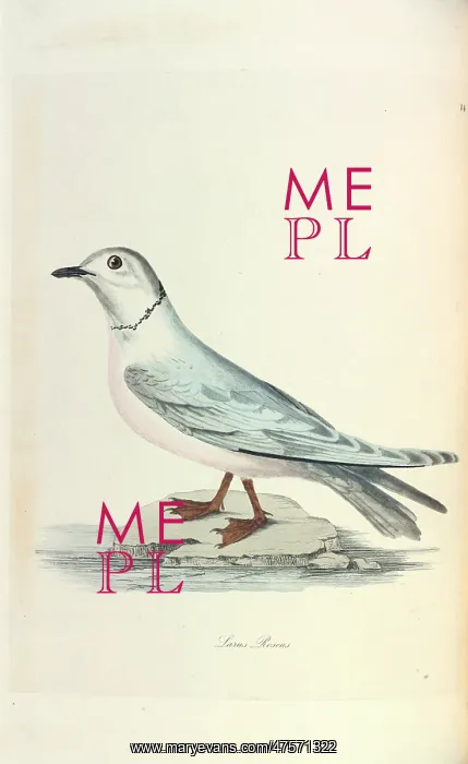  : Ross's Gull