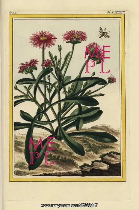 : Rosy dewplant, Lampranthus roseus : Rosy dewplant, Lampranthus roseus