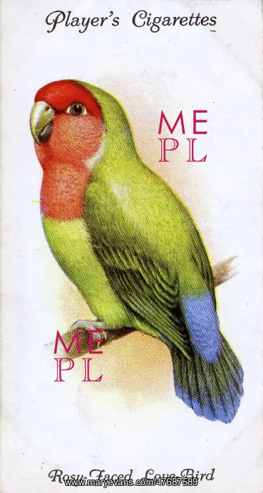  : Rosy-Faced or Peach-Faced Love-Bird