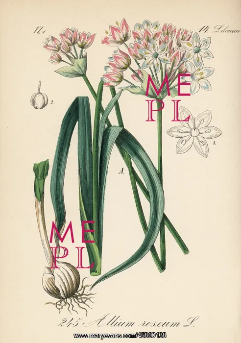 : Rosy garlic, Allium roseum : Rosy garlic, Allium roseum