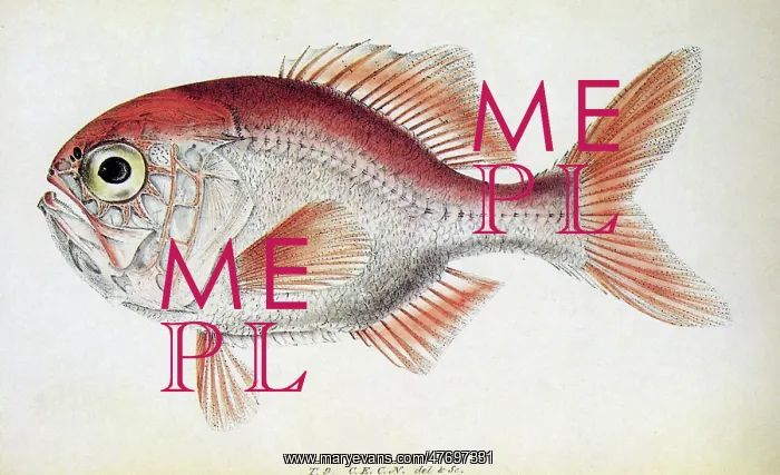  : Rosy Soldierfish