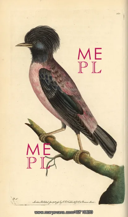 : Rosy starling, Sturnus roseus : Rosy starling, Sturnus roseus