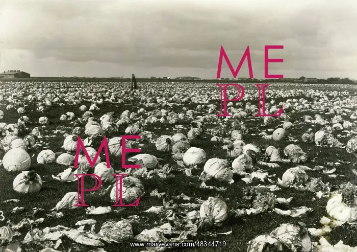 : Rotting white cabbage, 1929-1930 : Rotting white cabbage, 1929-1930