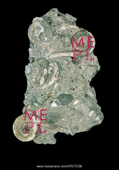 : Rotularia bognori, tube of polychaete worm : Rotularia bognori, tube of polychaete worm