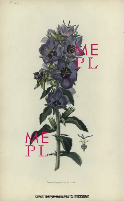 : Rough bellflower, Campanula peregrina : Rough bellflower, Campanula peregrina