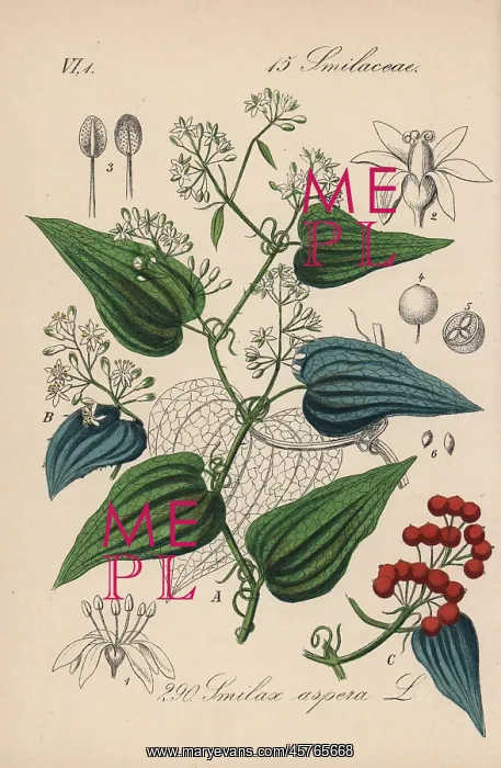 : Rough bindweed, Smilax aspera : Rough bindweed, Smilax aspera