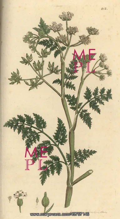 : Rough chervil, Anthriscus caucalis : Rough chervil, Anthriscus caucalis
