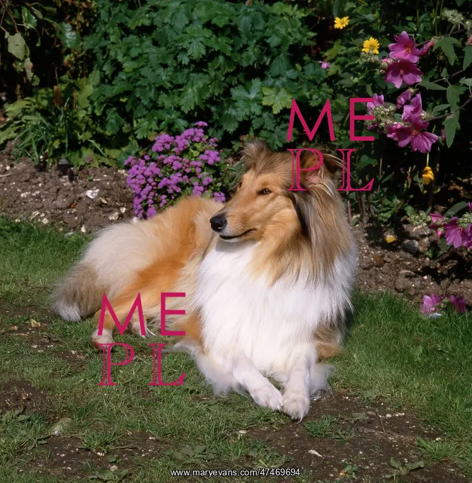  : Rough Collie Dog ? in a Garden Setting