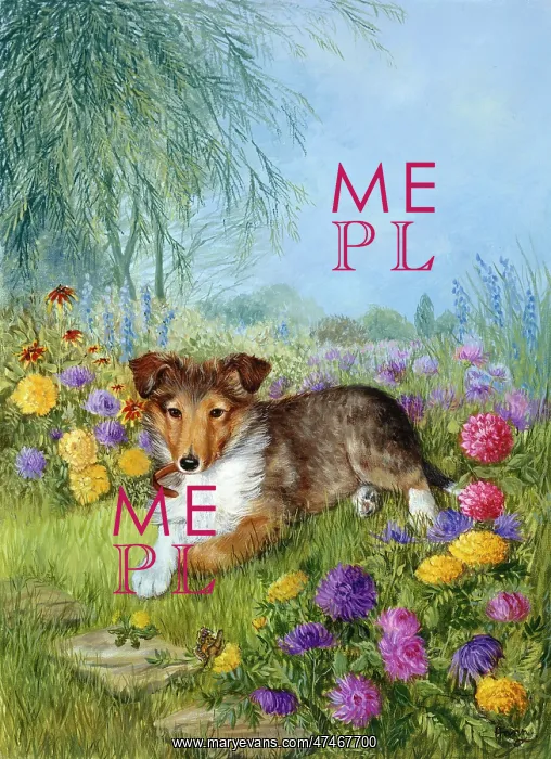 : Rough Collie Puppy : Rough Collie Puppy