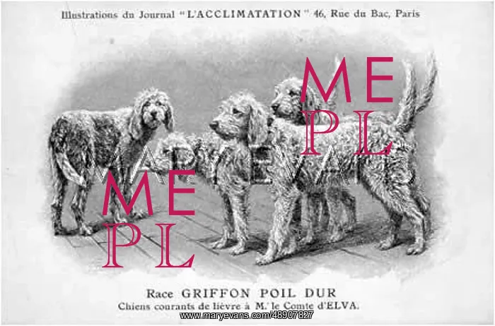 : Rough Hair Griffon Dog : Rough Hair Griffon Dog
