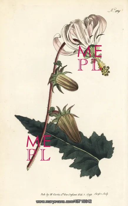 : Rough-leav'd michauxia, Michauxia campanuloides : Rough-leav'd michauxia, Michauxia campanuloides
