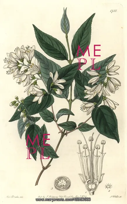 : Rough-leaved deutzia, Deutzia scabra : Rough-leaved deutzia, Deutzia scabra