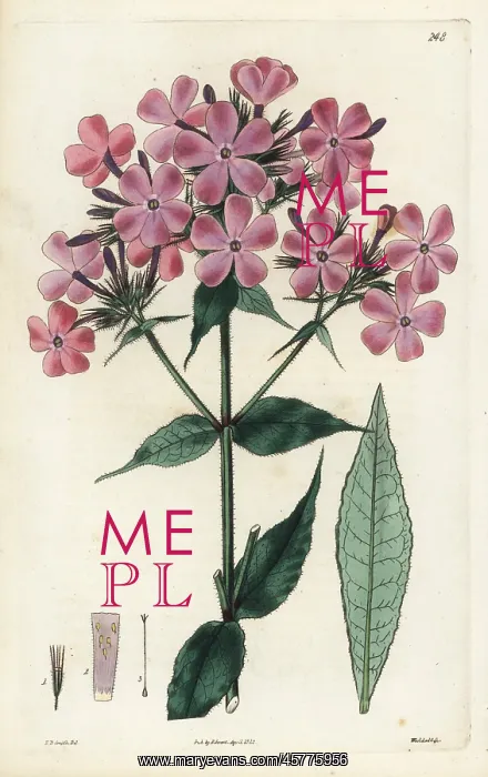 : Rough-leaved lychnidea, Phlox scabra : Rough-leaved lychnidea, Phlox scabra