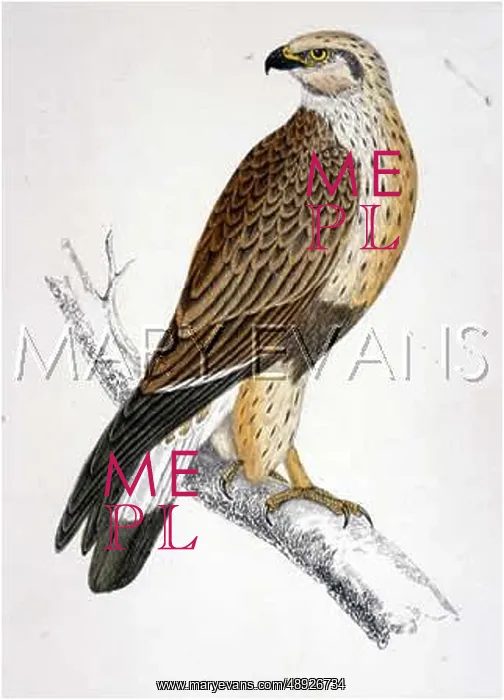  : ROUGH-LEGGED BUZZARD