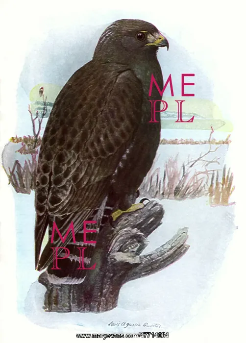  : Rough-Legged Hawk