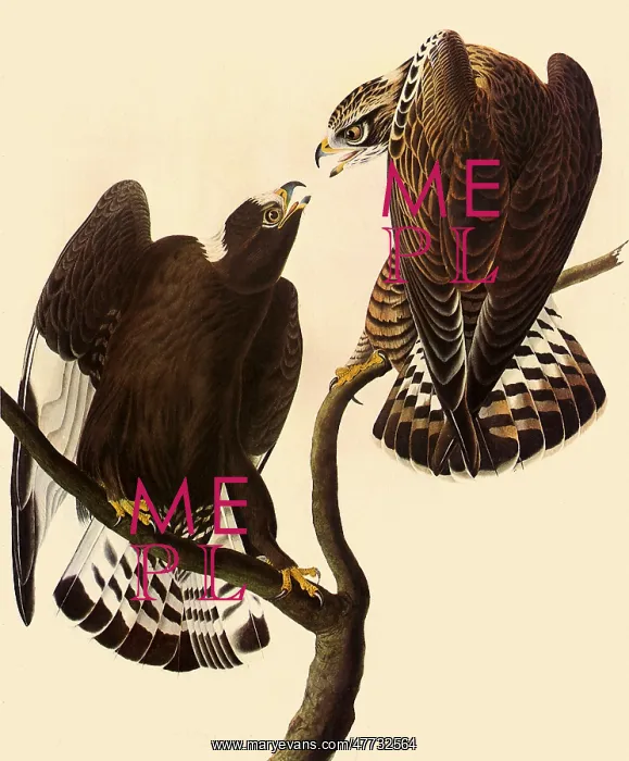 : Rough-Legged Hawks