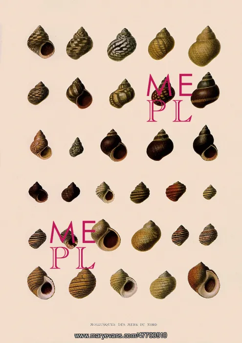  : Rough Periwinkle Shells
