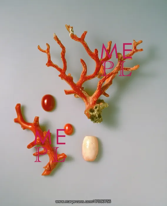  : Rough and polished coral specimens