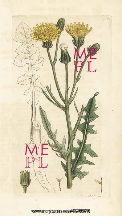 : Rough succory hawkweed, Crepis biennis : Rough succory hawkweed, Crepis biennis