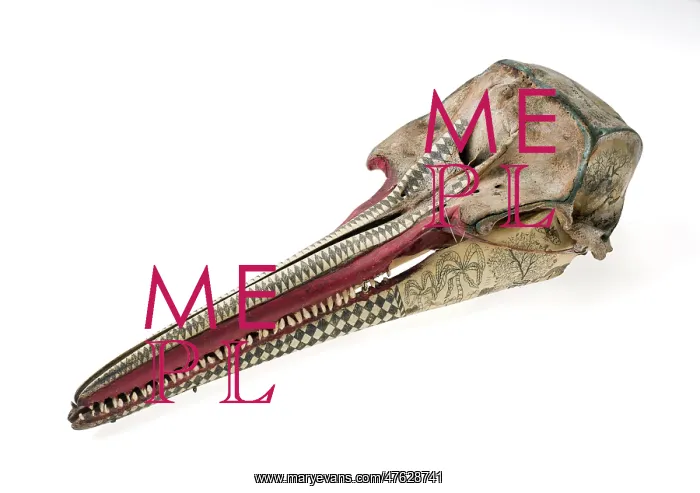 : Rough-toothed dolphin skull with ink scrimshaw : Rough-toothed dolphin skull with ink scrimshaw