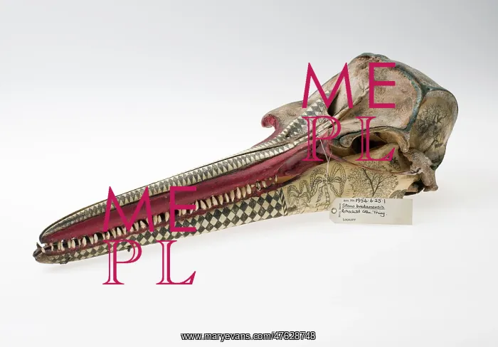 : Rough-toothed dolphin skull with ink scrimshaw : Rough-toothed dolphin skull with ink scrimshaw