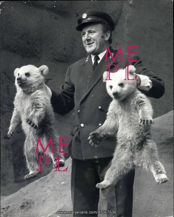 : Rough and Tumble, bear cubs, with head keeper Morton : Rough and Tumble, bear cubs, with head keeper Morton