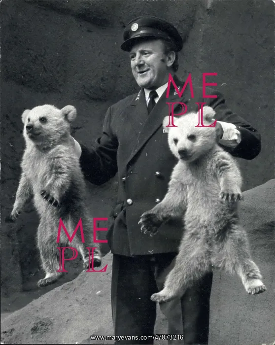 : Rough and Tumble, bear cubs, with head keeper Morton : Rough and Tumble, bear cubs, with head keeper Morton
