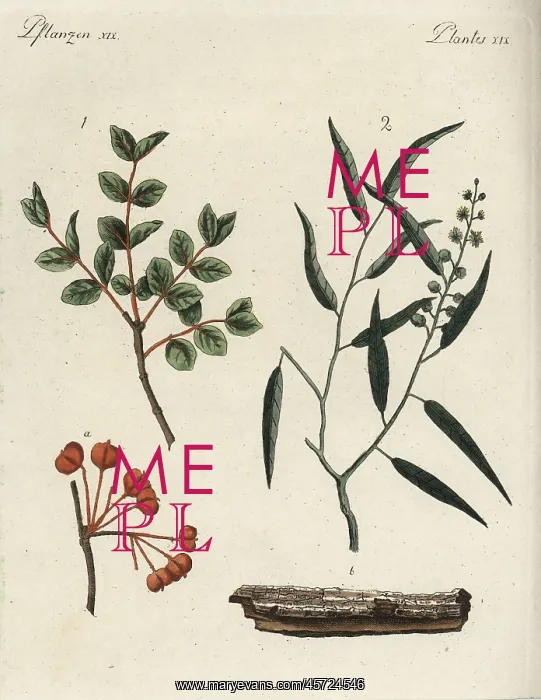 : Roughbark lignum-vitae and cascarilla : Roughbark lignum-vitae and cascarilla