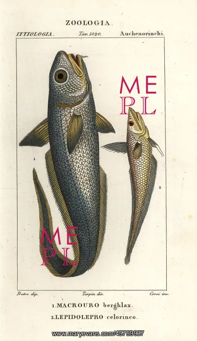 : Roughhead grenadier and hollowsnout grenadier : Roughhead grenadier and hollowsnout grenadier