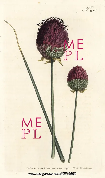 : Round-headed garlic, Allium sphaerocephalon : Round-headed garlic, Allium sphaerocephalon