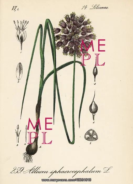 : Round-headed leek or ball-head onion, Allium sphaerocephalum : Round-headed leek or ball-head onion, Allium sphaerocephalum