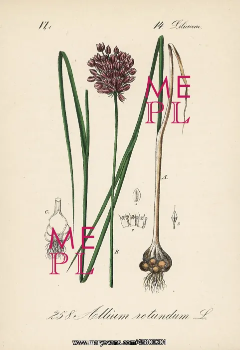 : Round-headed leek or purple-flowered garlic, Allium rotundum : Round-headed leek or purple-flowered garlic, Allium rotundum