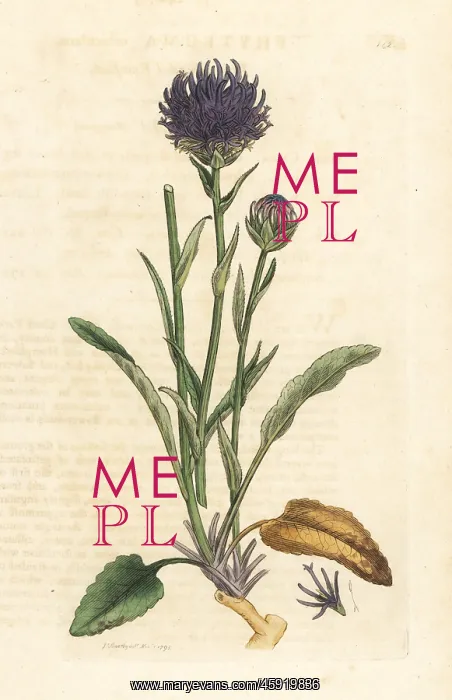 : Round-headed rampion, Phyteuma orbiculare : Round-headed rampion, Phyteuma orbiculare