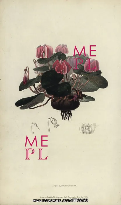 : Round-leaved cyclamen, Cyclamen coum : Round-leaved cyclamen, Cyclamen coum