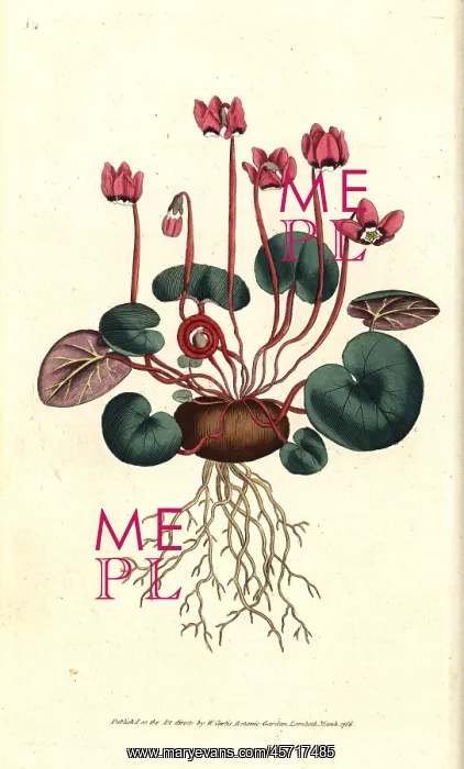 : Round-leaved cyclamen, Cyclamen coum : Round-leaved cyclamen, Cyclamen coum