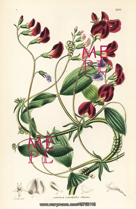  : Round-leaved everlasting pea, Lathyrus rotundifolius