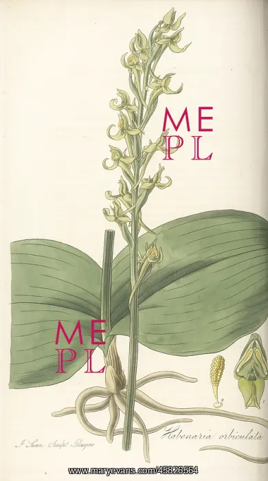 : Round leaved orchid, Platanthera orbiculata : Round leaved orchid, Platanthera orbiculata