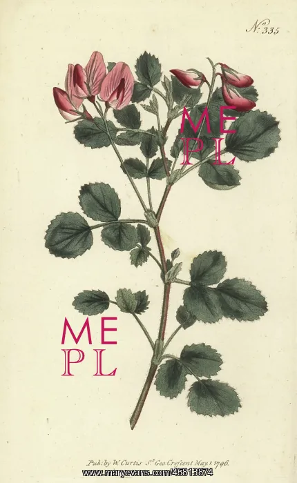 : Round-leaved restharrow, Ononis rotundifolia : Round-leaved restharrow, Ononis rotundifolia