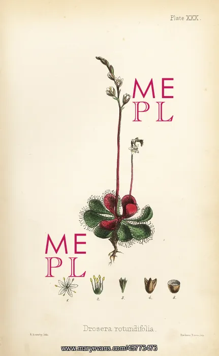 : Round-leaved sundew, Drosera rotundifolia : Round-leaved sundew, Drosera rotundifolia