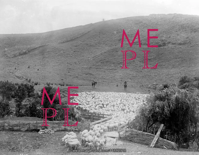 : ROUNDING UP SHEEP : ROUNDING UP SHEEP