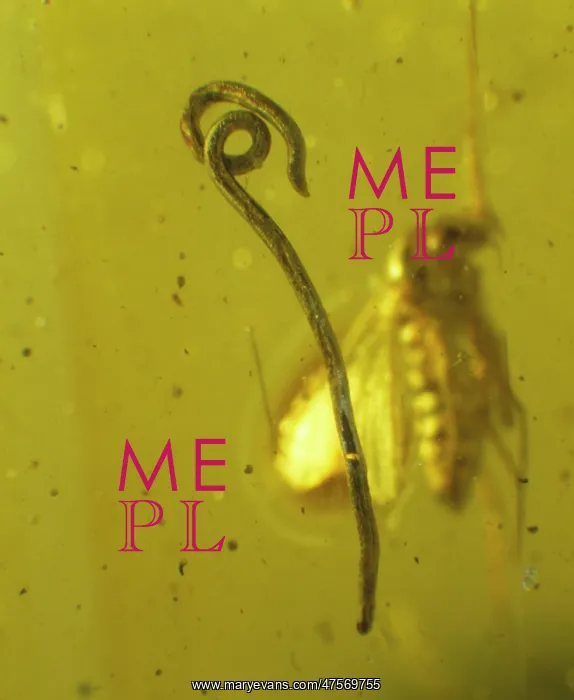 : Roundworm in Baltic amber : Roundworm in Baltic amber
