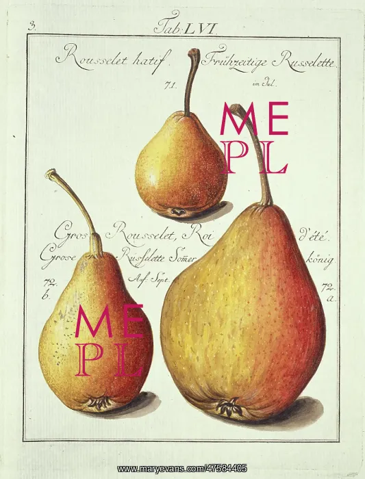 : Rousselet hatif, pear : Rousselet hatif, pear