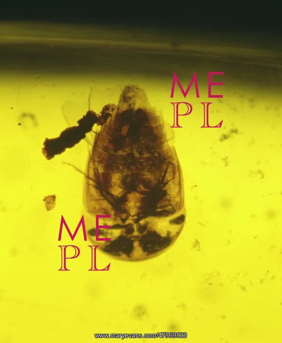 : Rove beetle in amber : Rove beetle in amber