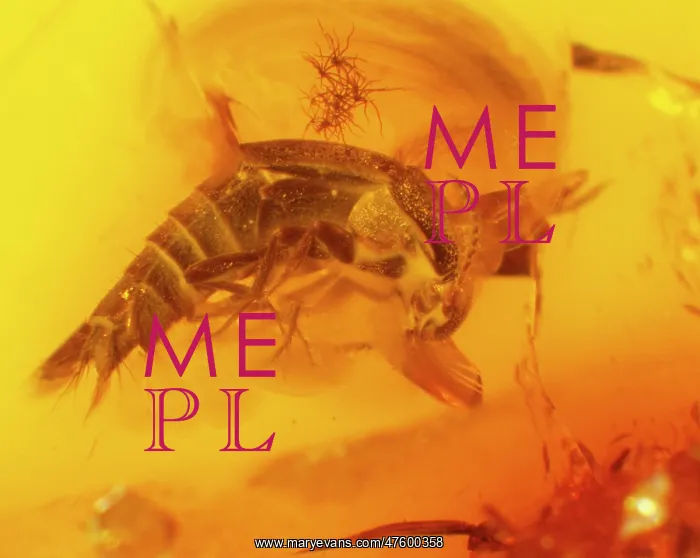 : Rove beetle in amber : Rove beetle in amber