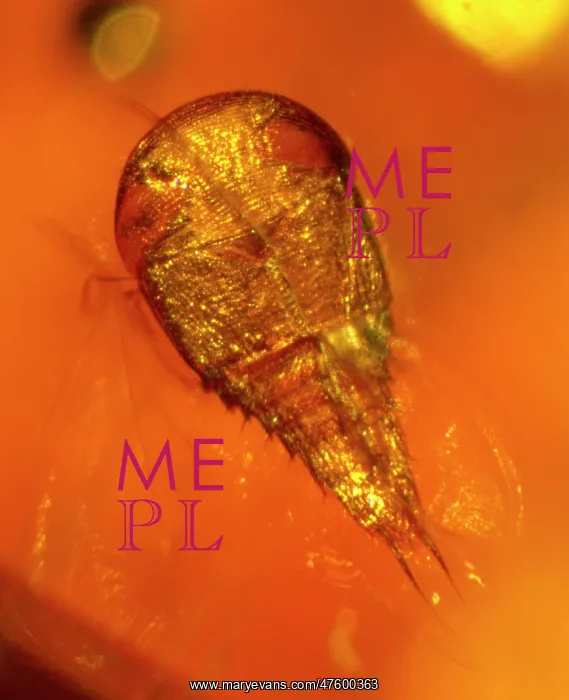 : Rove beetle in amber : Rove beetle in amber