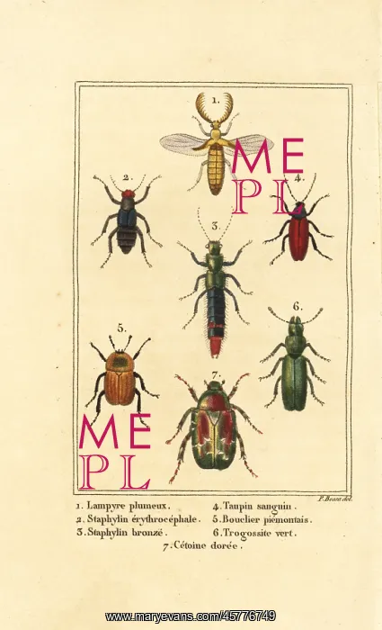 : Rove and chafer beetles : Rove and chafer beetles