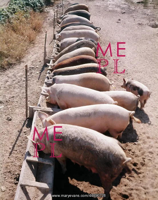  : ROW OF PIGS FEEDING FROM TROUGH ON FARM