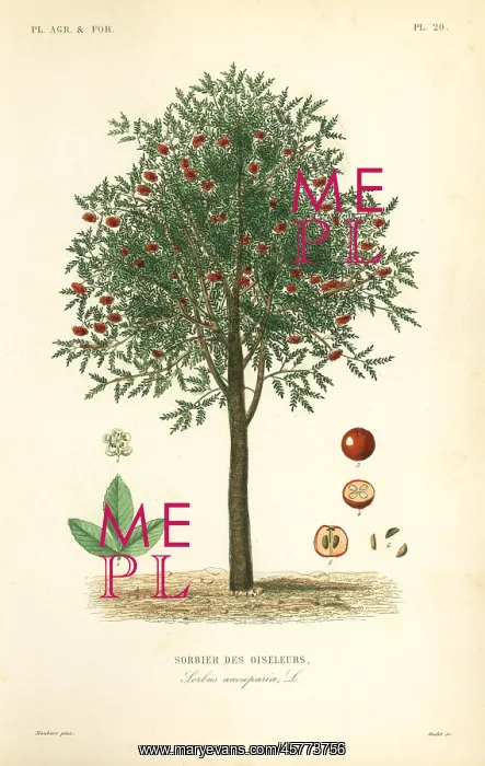: Rowan or mountain ash tree, Sorbus aucuparia : Rowan or mountain ash tree, Sorbus aucuparia